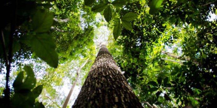 Presidentes de frentes Ambientalista e da Economia Verde, Líderes RAPS se unem contra vetos a pagamento por serviços ambientais