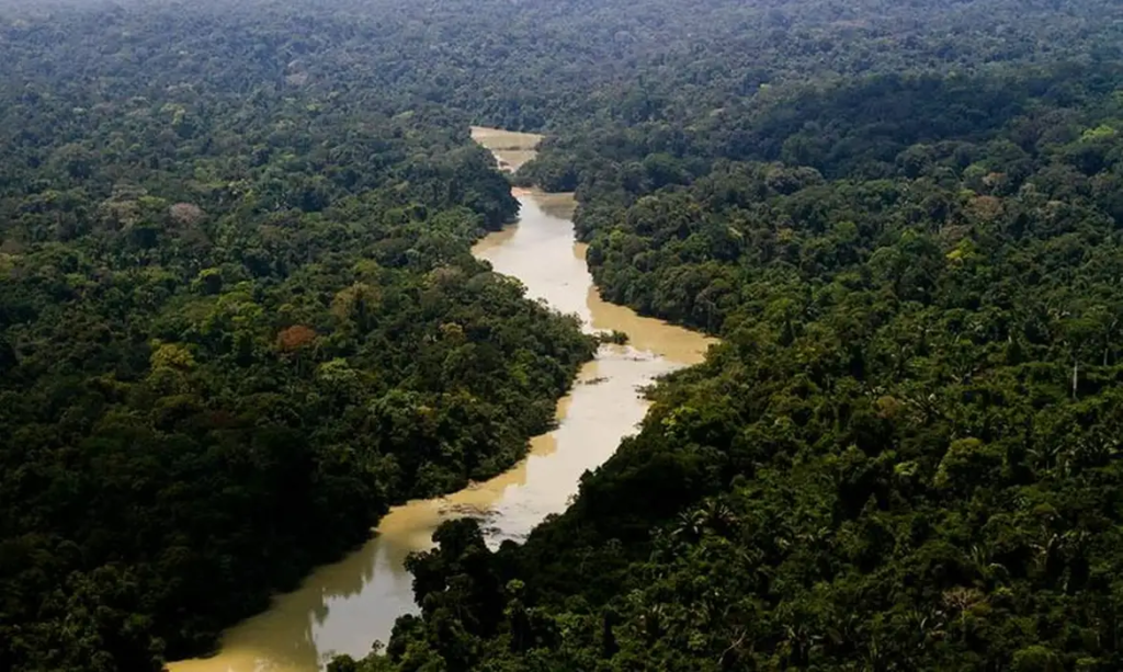 Reserva florestal Jamanxim, na Amazônia
